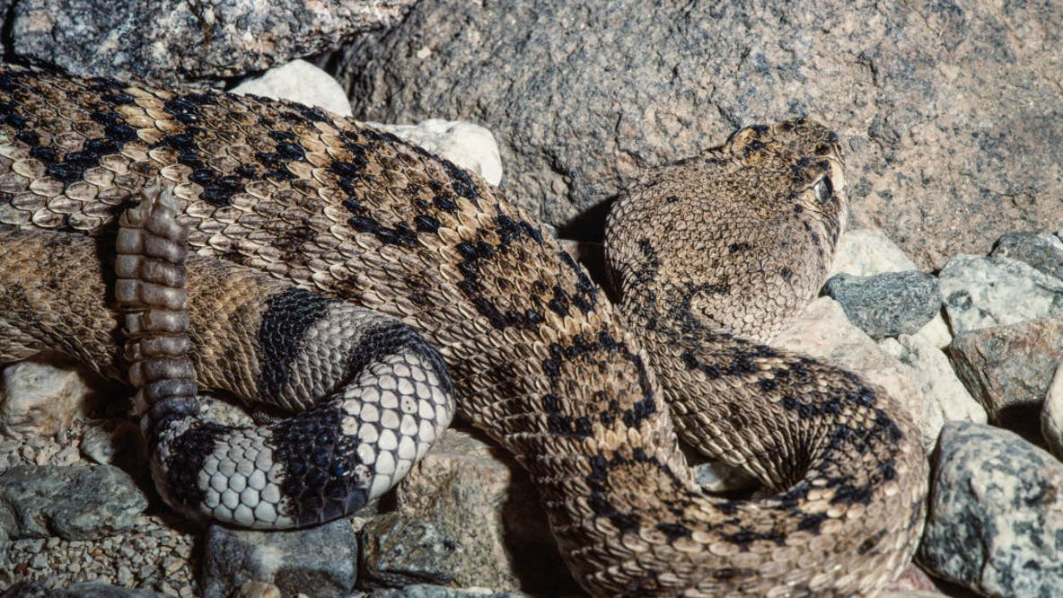 These US beaches are home to some of America's most venomous snakes