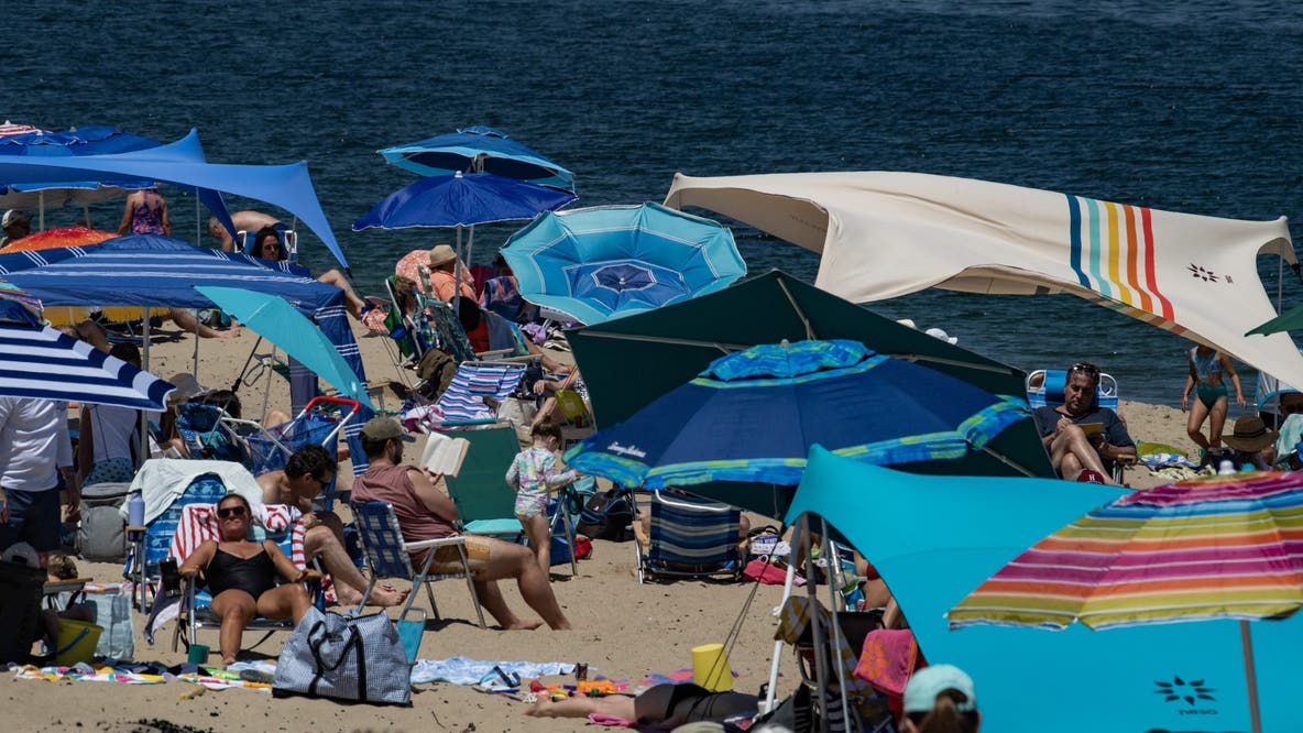 How a booming coastal escape learned to coexist with the ocean’s top predator