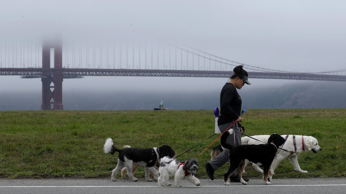 These are the best cities for walking your dog, new report finds