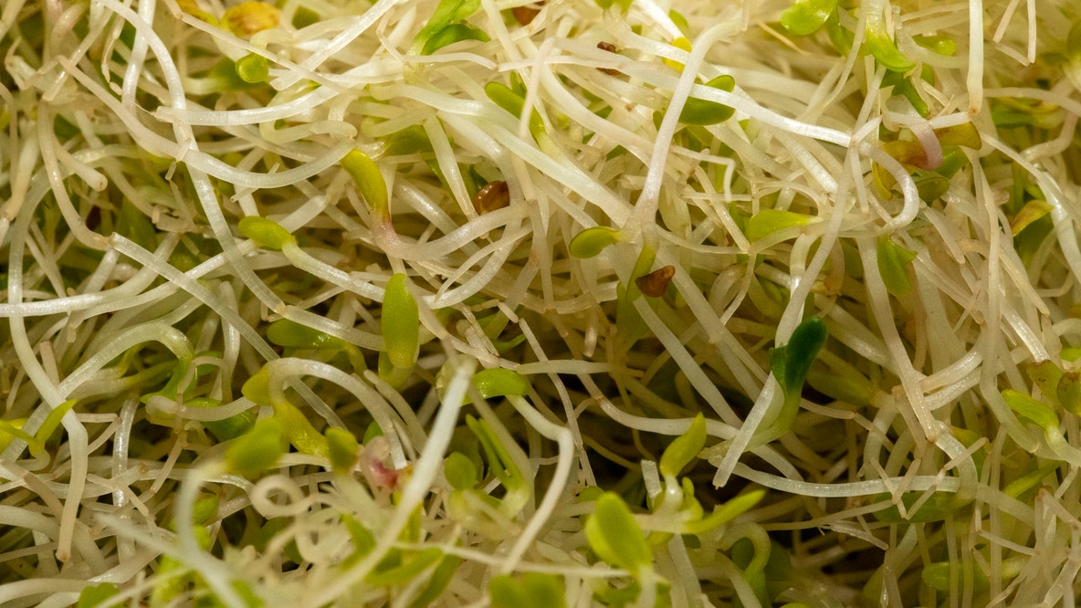 Alfalfa sprouting seeds recalled over possible E. coli, salmonella contamination