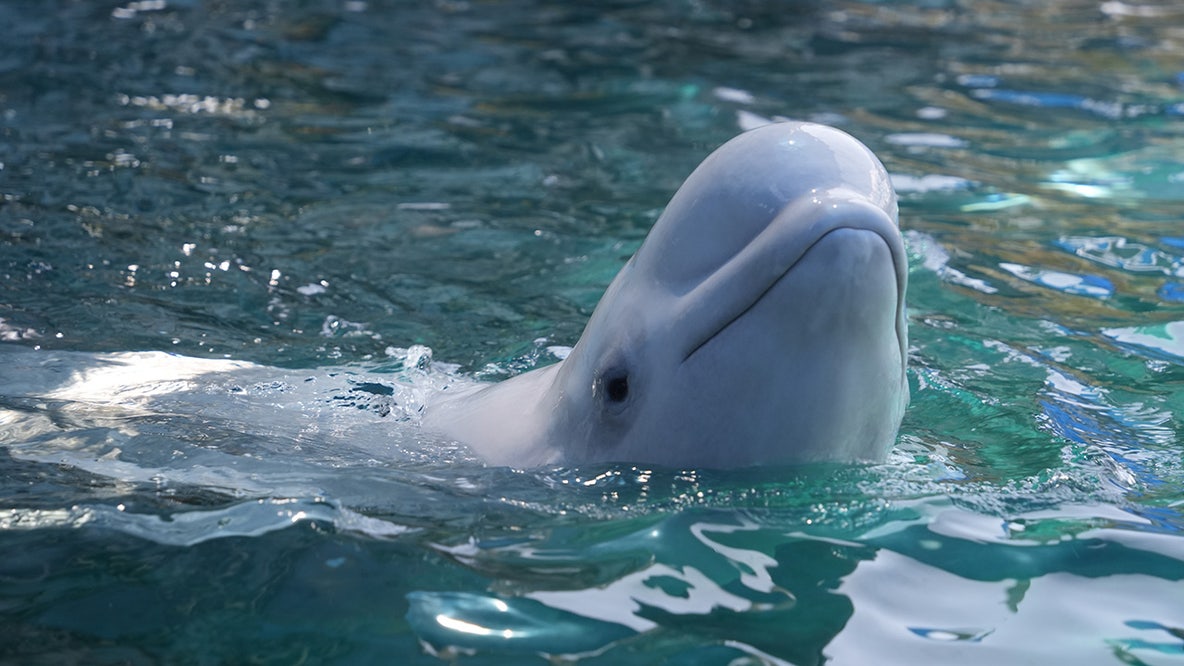 Six beluga whales from Marineland in Canada arrive in the US, last of 30 rescued from closed park