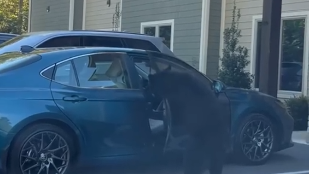 Watch: Bear family piles into car after mama bear opens door