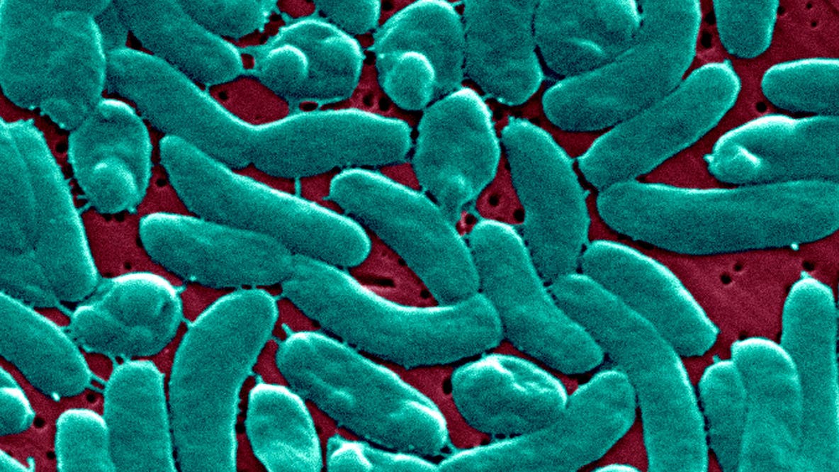 ‘Flesh-Eating’ bacteria cases reported across U.S. as Florida records another death