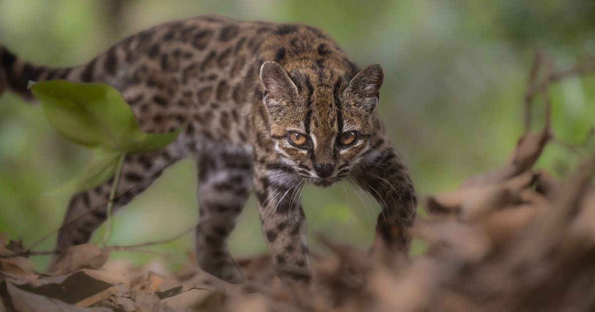 New tiny wild cat species discovered in Bolivia’s cloud forests