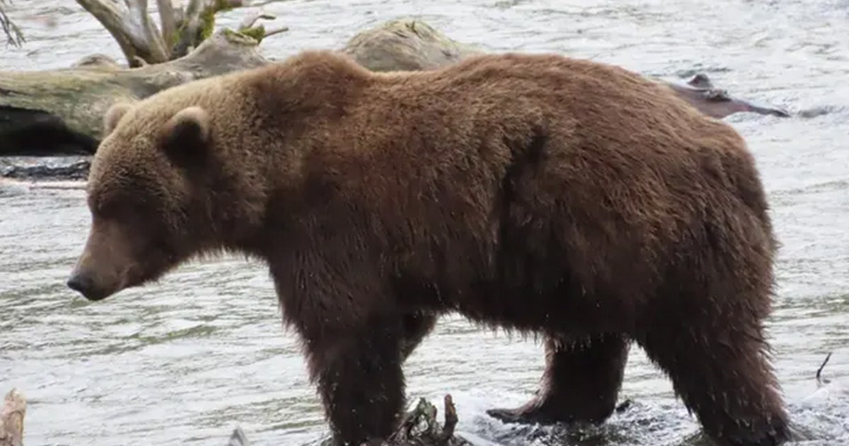 Meet the bears competing to be the 2026 Fat Bear Week champion in Alaska national park