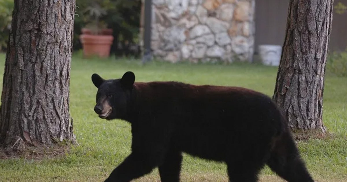 Black bears attack 2 women in Colorado just days apart, bringing yearly total to 10 as encounters surge