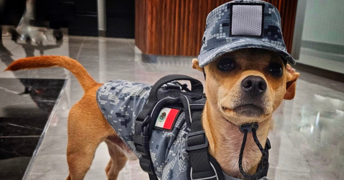 Meet Comando, Mexico's smallest National Guard recruit