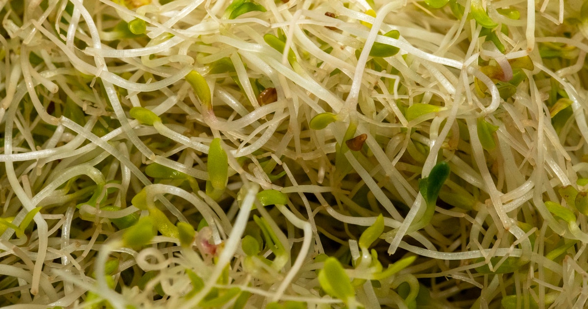 Alfalfa sprouting seeds recalled over possible E. coli, salmonella contamination
