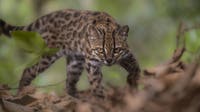 New tiny wild cat species discovered in Bolivia’s cloud forests