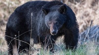 What's behind the growing number of bear encounters in the US this year