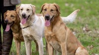 Dog supplement recalled over possible salmonella contamination