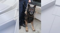 Police K-9 officer killed in the line of duty on his final shift before scheduled retirement