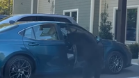 Watch: Bear family piles into car after mama bear opens door