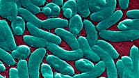 ‘Flesh-Eating’ bacteria cases reported across U.S. as Florida records another death