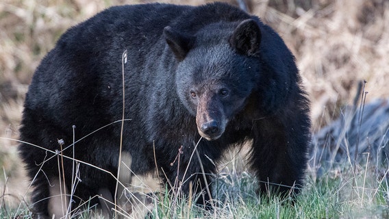 What's behind the growing number of bear encounters in the US this year