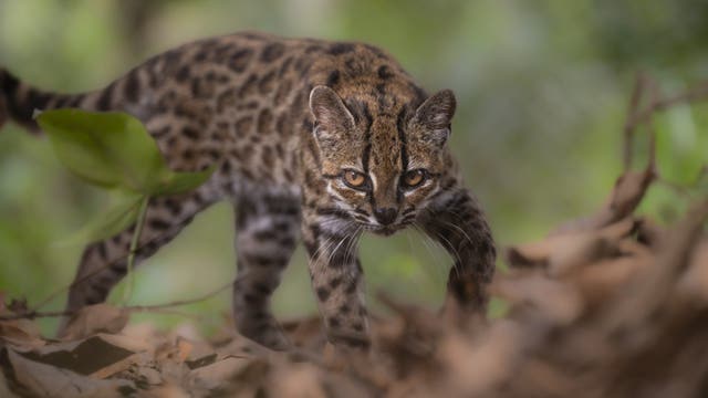 New tiny wild cat species discovered in Bolivia’s cloud forests