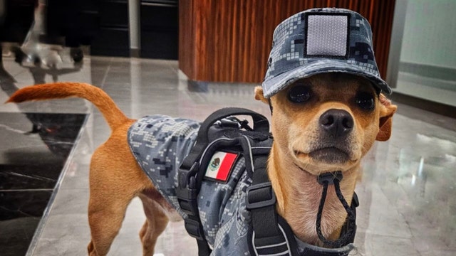 Meet Comando, Mexico's smallest National Guard recruit