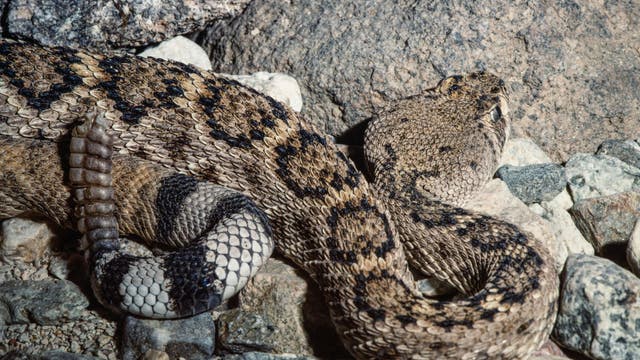 These US beaches are home to some of America's most venomous snakes