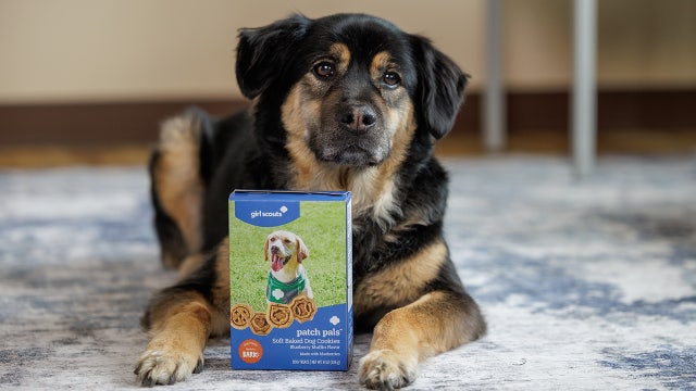 Girl Scouts unveils first-ever cookies for dogs: What to know about Patch Pals