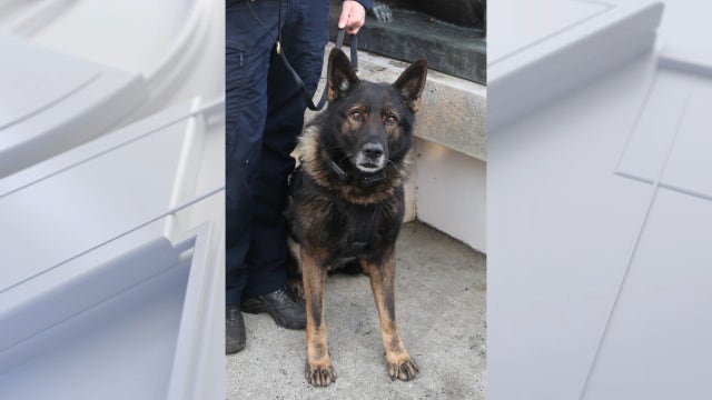 Police K-9 officer killed in the line of duty on his final shift before scheduled retirement