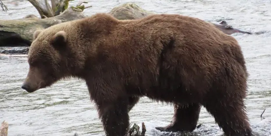 Meet the bears competing to be the 2026 Fat Bear Week champion in Alaska national park