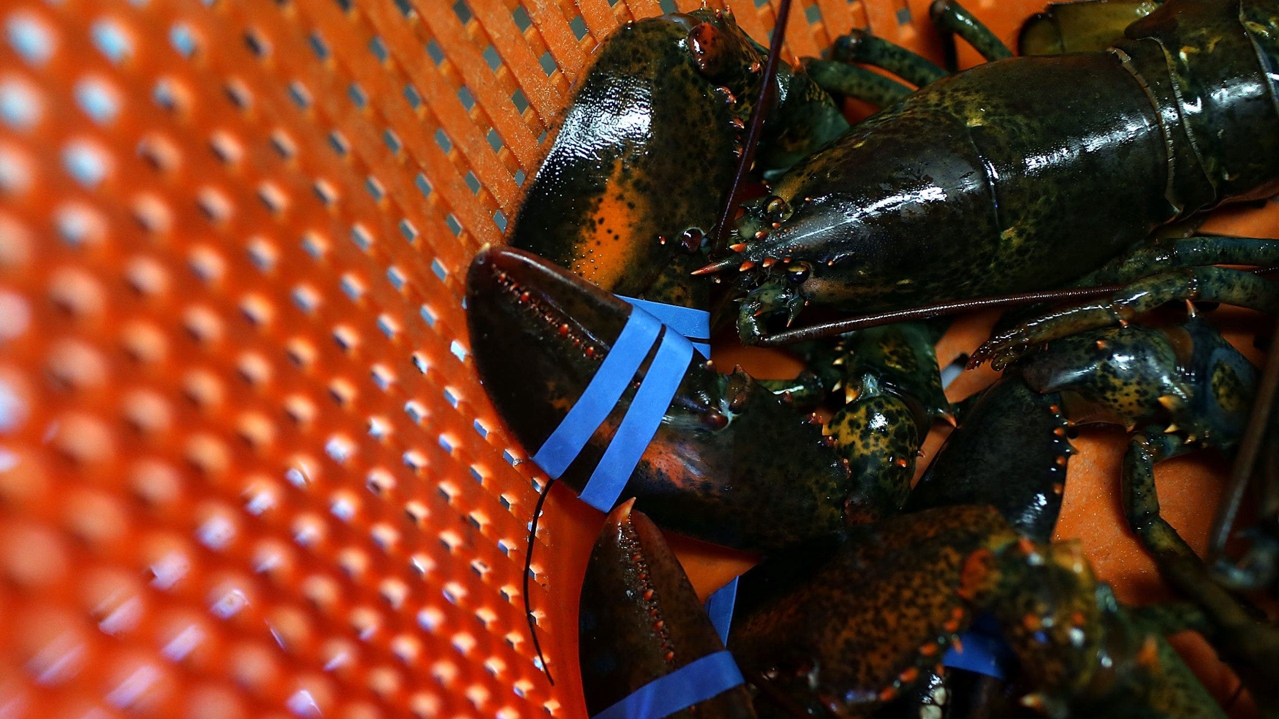 Trump administration launches new seafood labels, website in 'America First' strategy