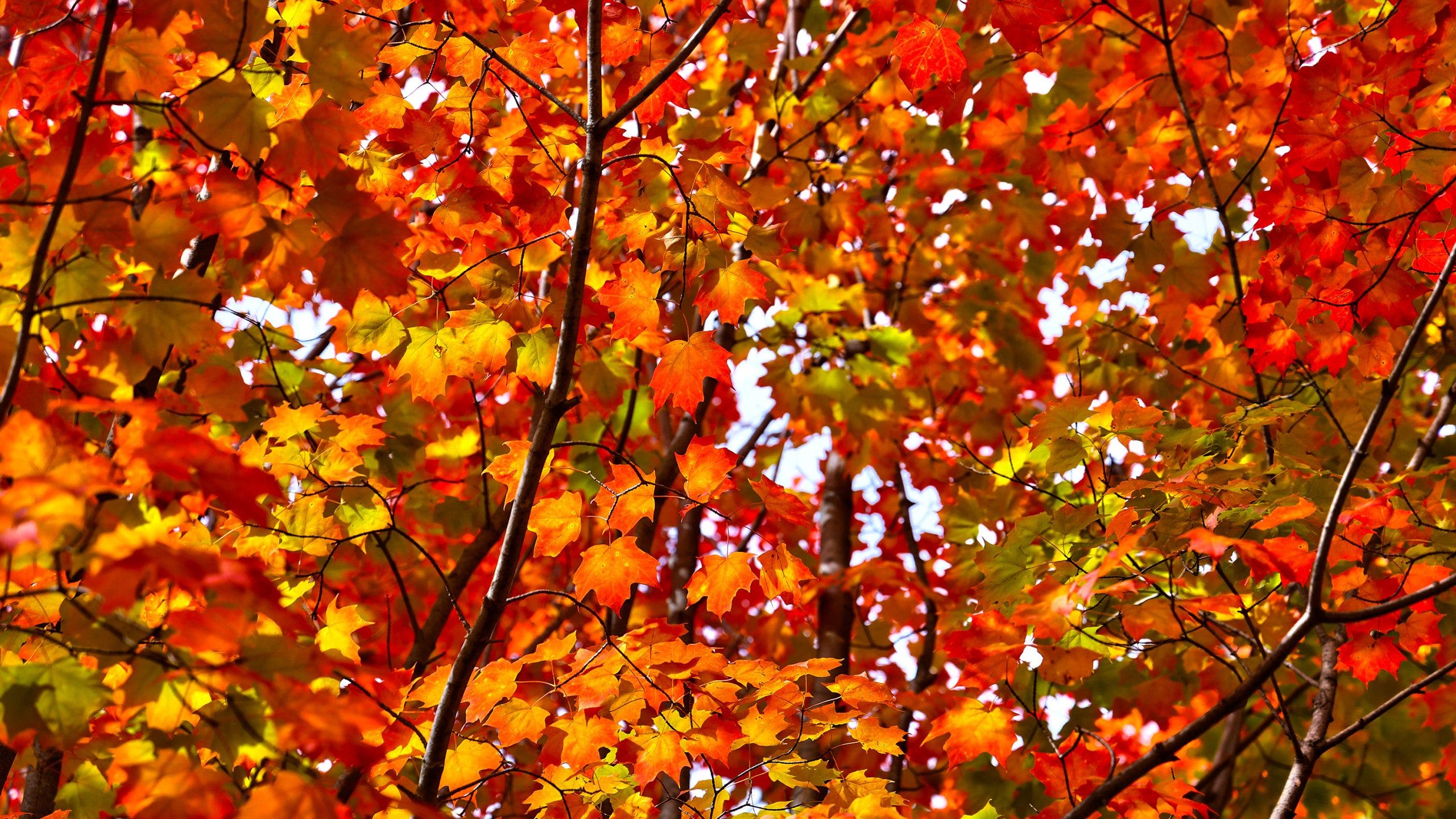 What this year’s El Niño weather pattern means for fall leaves