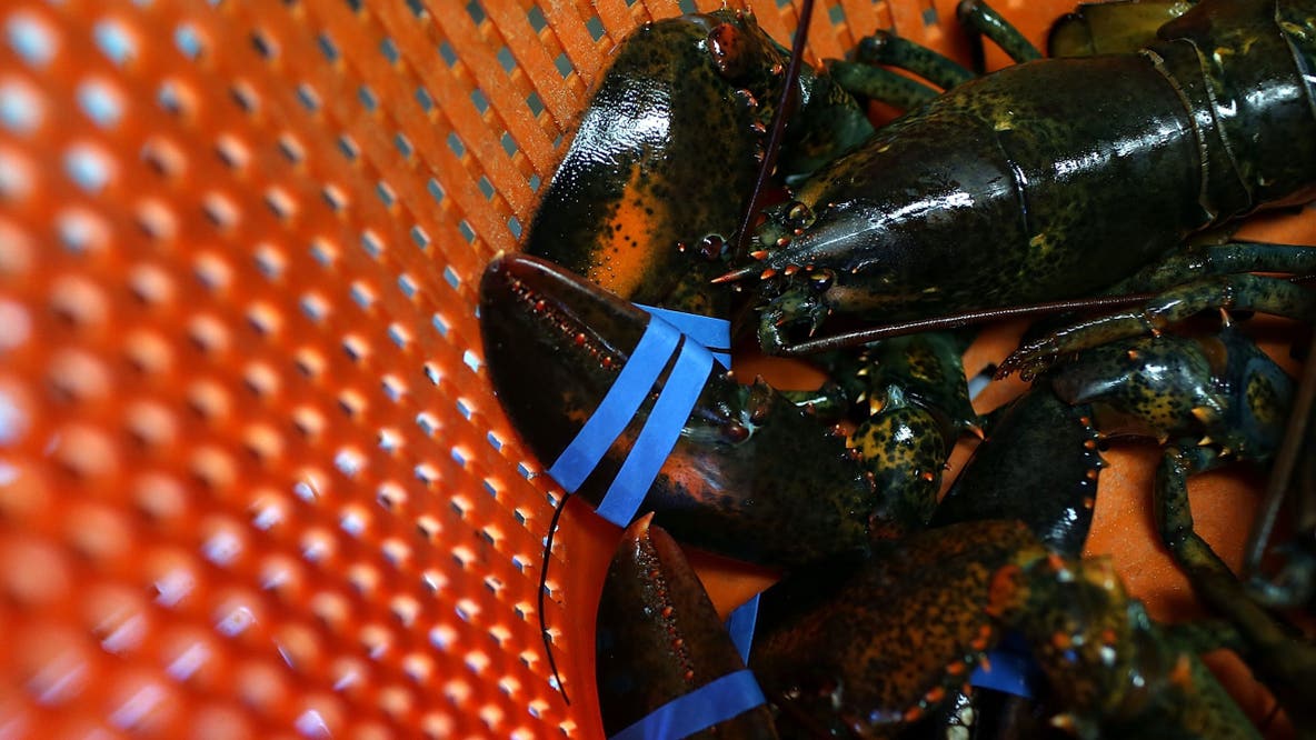 Trump administration launches new seafood labels, website in 'America First' strategy