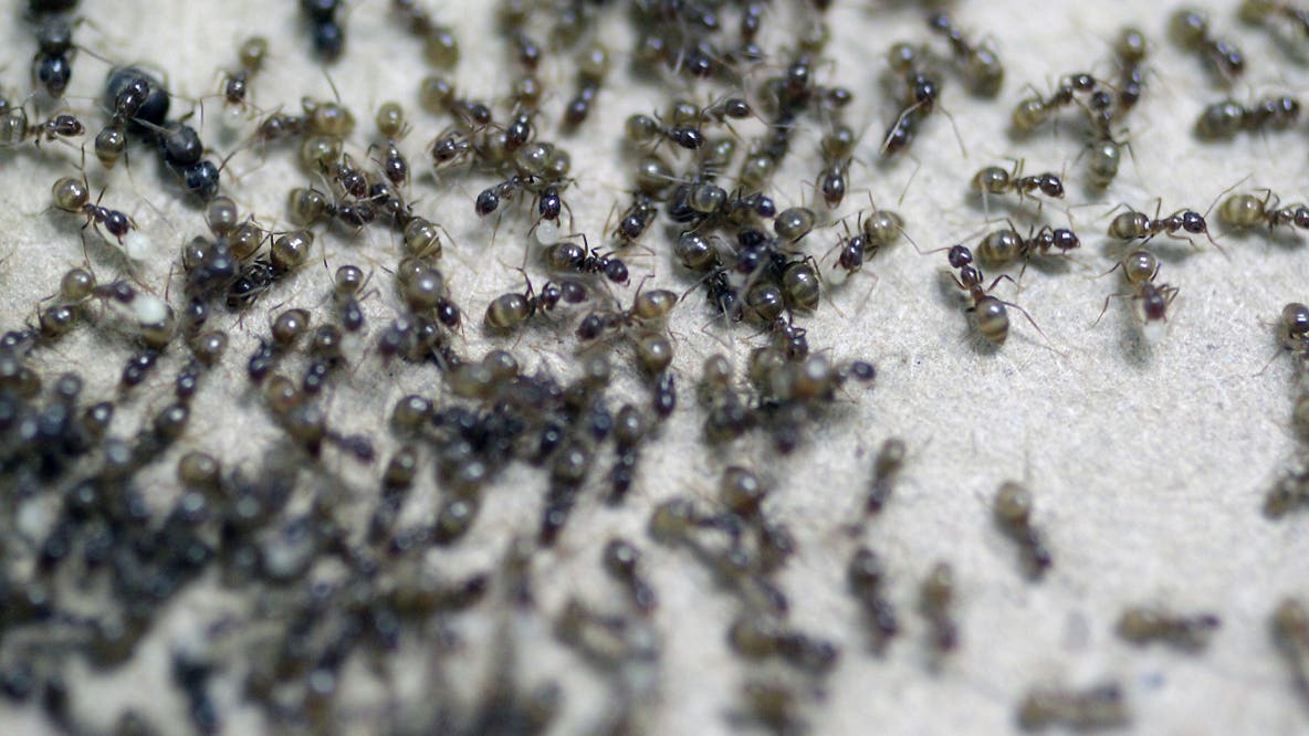 Invasive hairy ants are on the move: What to watch for