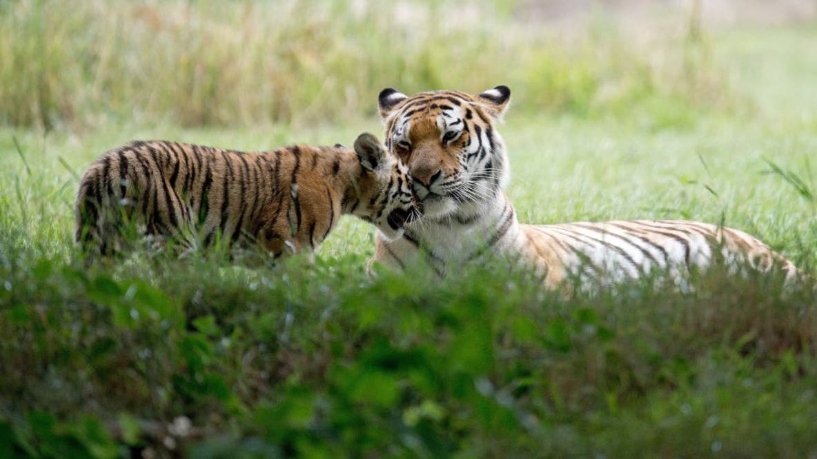 Man dies after entering tiger enclosure at wildlife park