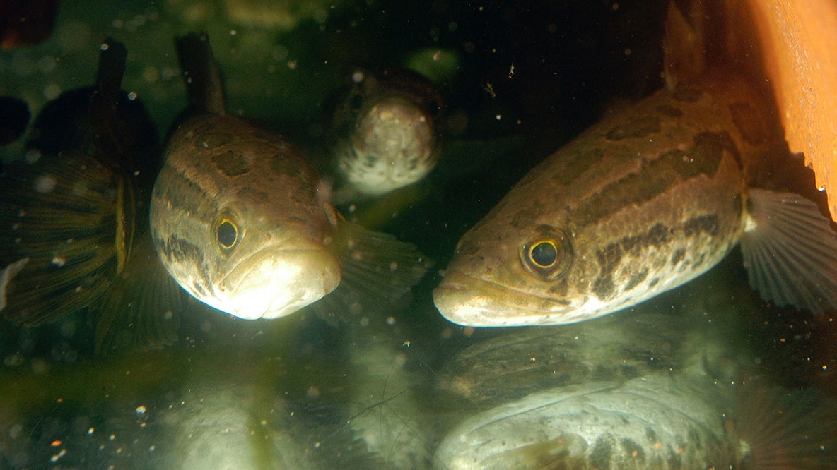 Decapitate, gut, or throw away: Missouri’s new warning for an invasive species