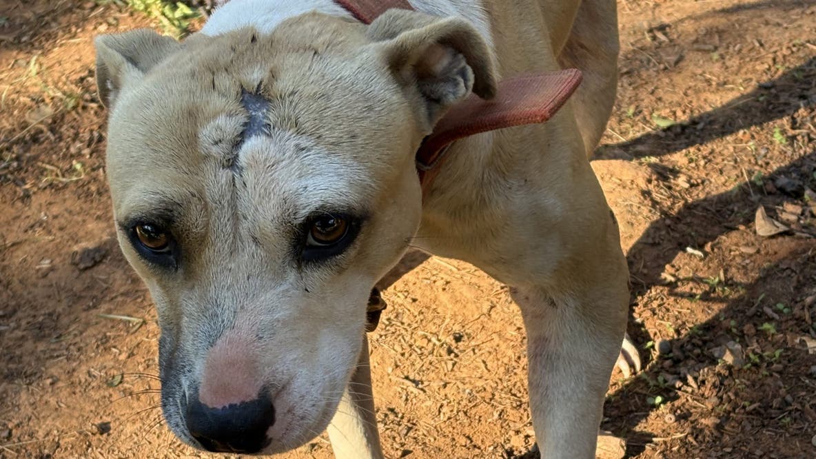 25 charged in SC dogfighting, drug trafficking ring