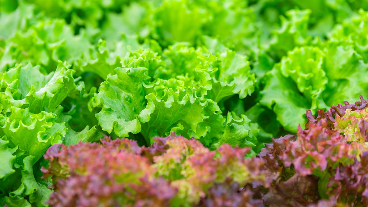 FDA cyclospora investigation: Parasite detected at Mexican farm linked to massive lettuce outbreak