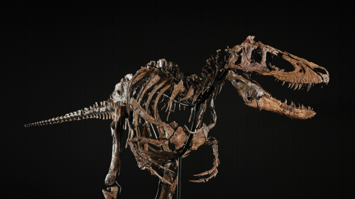 Miniature T. rex relative sells for $47.3 million at auction