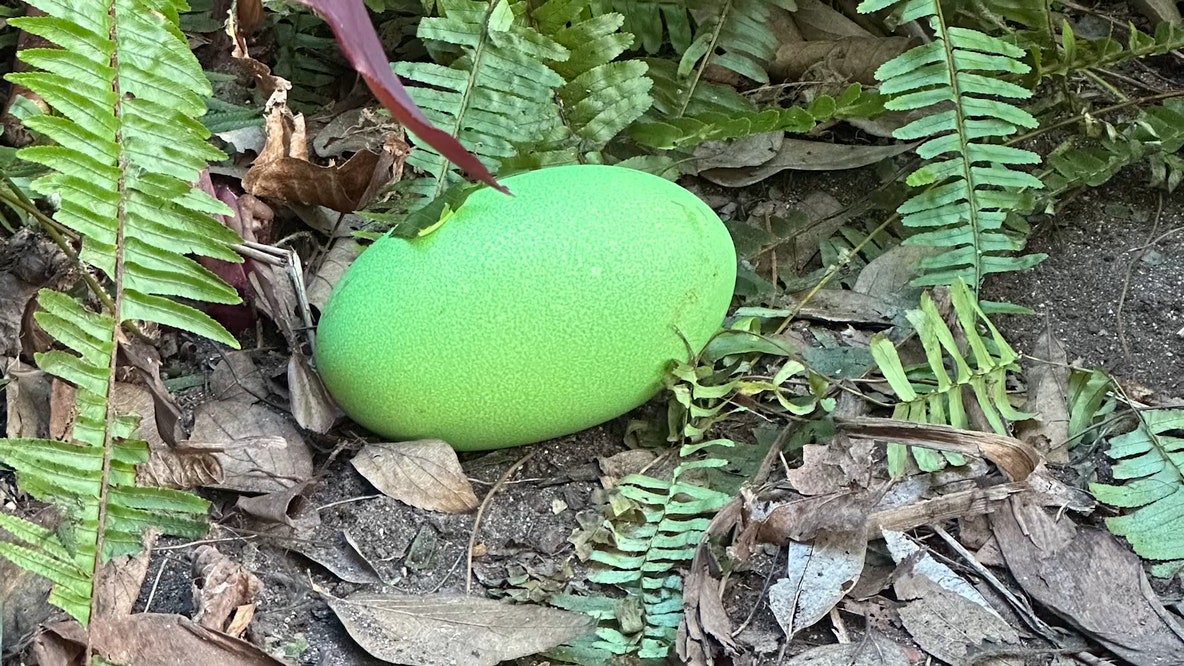 Adelaide Zoo celebrates 1st bright green cassowary eggs in decades