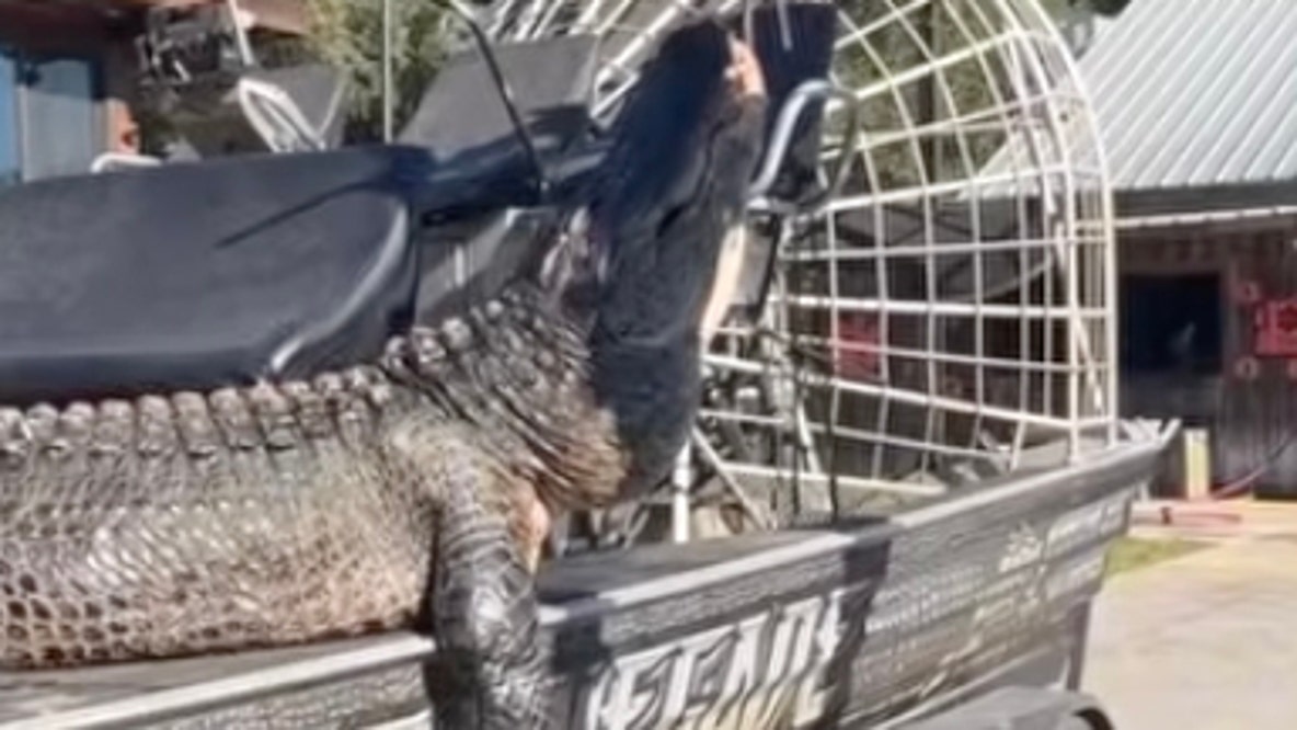 844-pound alligator named 'Snaggletooth' killed after years-long hunt