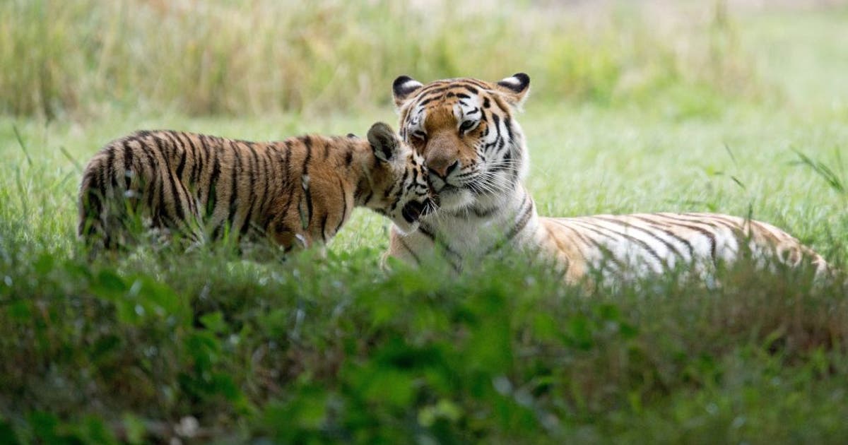 Man dies after entering tiger enclosure at wildlife park