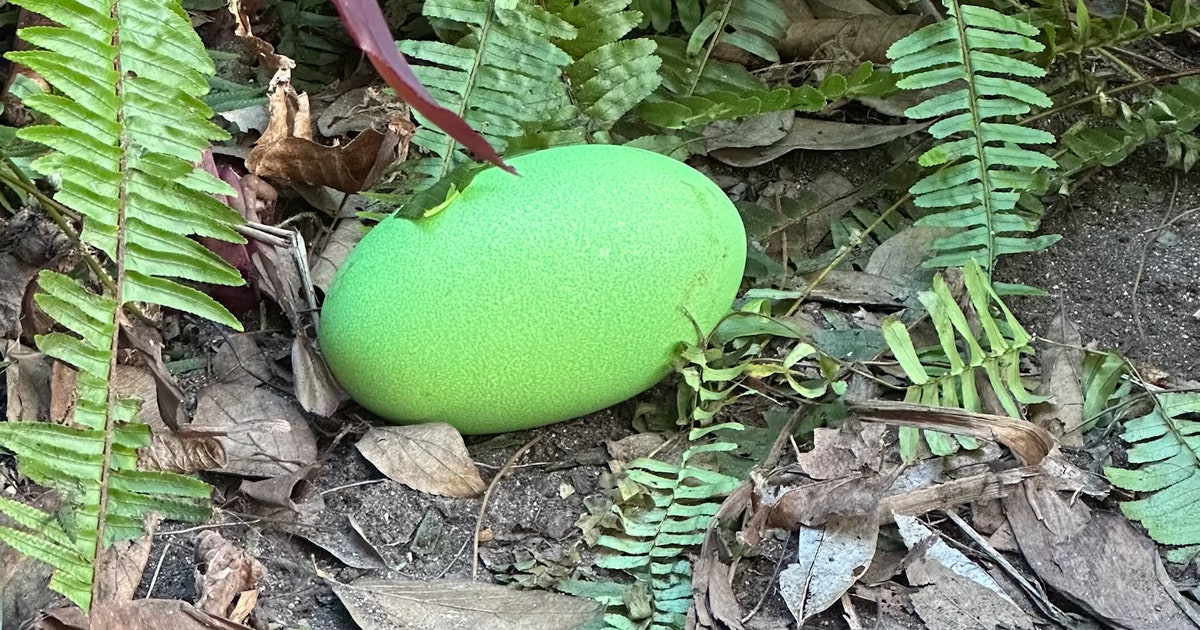 Adelaide Zoo celebrates 1st bright green cassowary eggs in decades