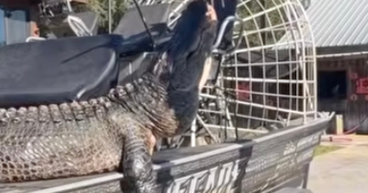 844-pound alligator named 'Snaggletooth' killed after years-long hunt
