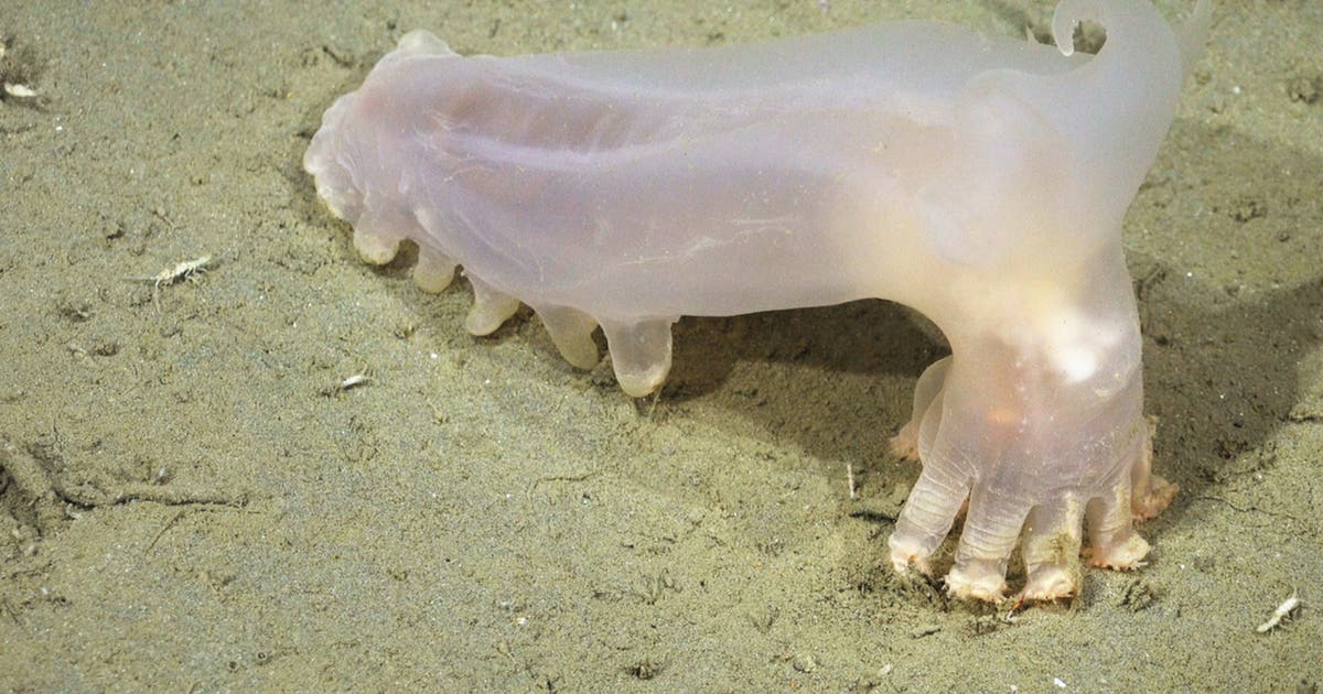 Scientists discover 57 new marine species lurking in the depths of the South Atlantic