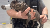 Watch: Deputies in Oklahoma capture escaped caiman after months on the loose