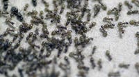 Invasive hairy ants are on the move: What to watch for