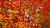 What this year’s El Niño weather pattern means for fall leaves