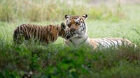 Man dies after entering tiger enclosure at wildlife park