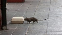 Rats and mice are the worst in these U.S. cities, new ranking finds