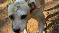 25 charged in SC dogfighting, drug trafficking ring