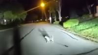 Watch: Dog hails police, leads them home to find owner needing help