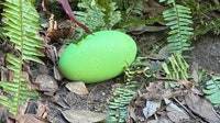 Adelaide Zoo celebrates 1st bright green cassowary eggs in decades