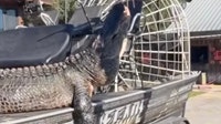 844-pound alligator named 'Snaggletooth' killed after years-long hunt