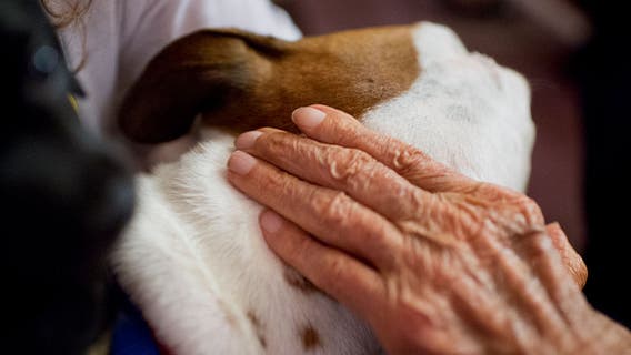 Veterinarian warns dementia signs in aging pets may be overlooked